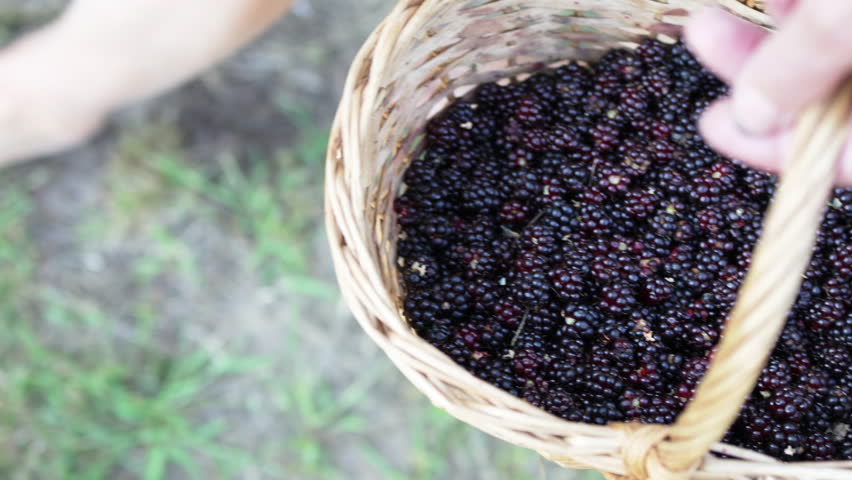 A person holds a basket containing freshly picked blackberries.