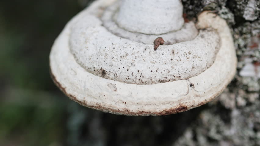 Detailed view of a fungus growing on a birch tree.