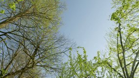 A Beautiful Canopy of Trees Beneath a Clear and Bright Sky Filled with Sunshine and Light - Powered by Shutterstock - Get 15% off with code: PIKWIZARD15