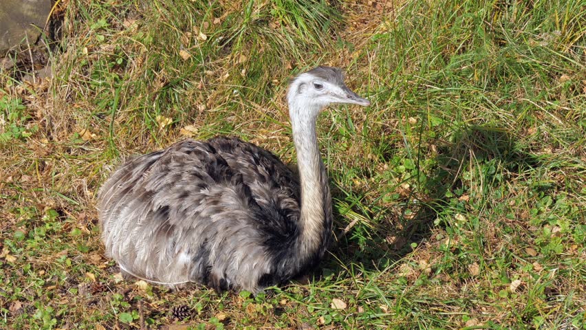 The greater rhea (Rhea americana). Common Rhea
