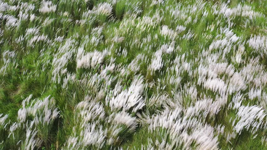Aerial view of the white Saccharum spontaneum flowers creating contrast with the green grass, a beautiful landscape, Bogura, Rajshahi Division, Bangladesh.