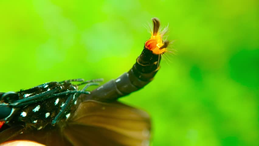 A male Blue Banded King Crow butterfly is perched on a handrail and displaying its genitalia (hair pencil). Euploea eunice (Nymphalidae, Danainae) Butterflies of East Java, Indonesia.