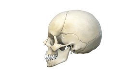 Human skull with transparent overlay revealing brain lobes, highlighting frontal, parietal, temporal and occipital regions, 3d animation - Powered by Shutterstock - Get 15% off with code: PIKWIZARD15