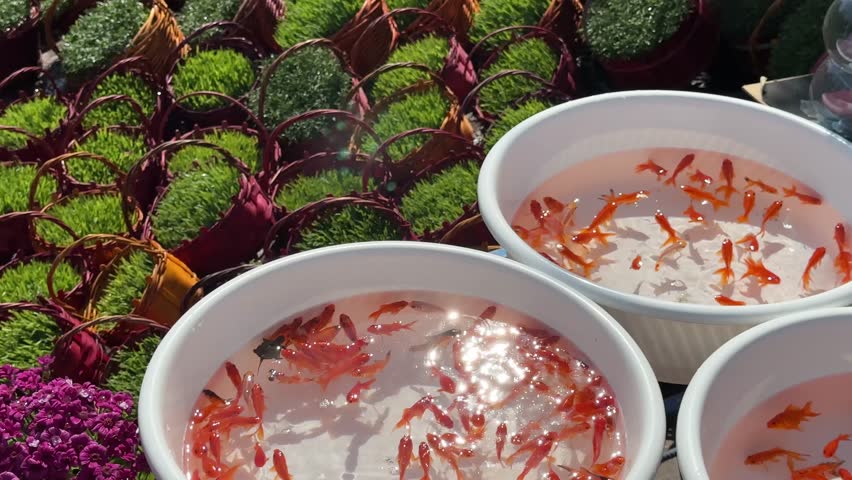 Tehran Iran Nowruz symbolic goldfish are swimming in plastic pool sun reflection aquatic Persian New Year ritual symbolic colorful decoration cinematic holiday traditional scenic landscape animated