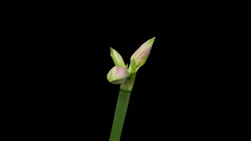 Macro time lapse blooming Amaryllis (Hippeastrum) flower, isolated on pure black background