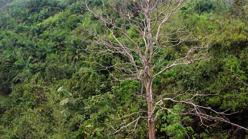 Aerial view of dense green forest contrasting with a bare tree, showcasing nature