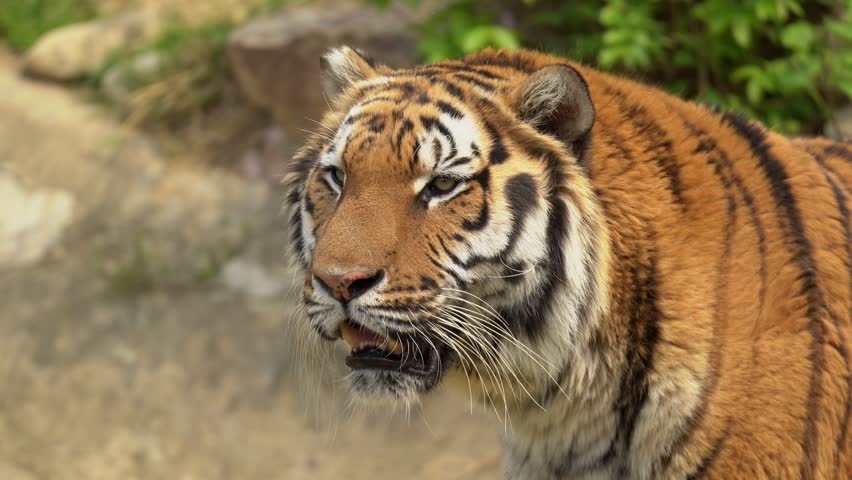 Tiger Looks Towards the Direction of the Camera
