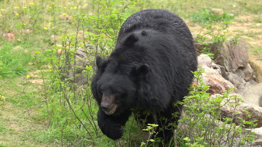 An Asiatic Black Bear Roaming Around