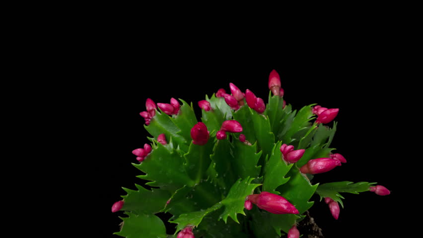 Macro time lapse blooming Schlumberger flower (Christmas cactus or Thanksgiving cactus), isolated on pure black background