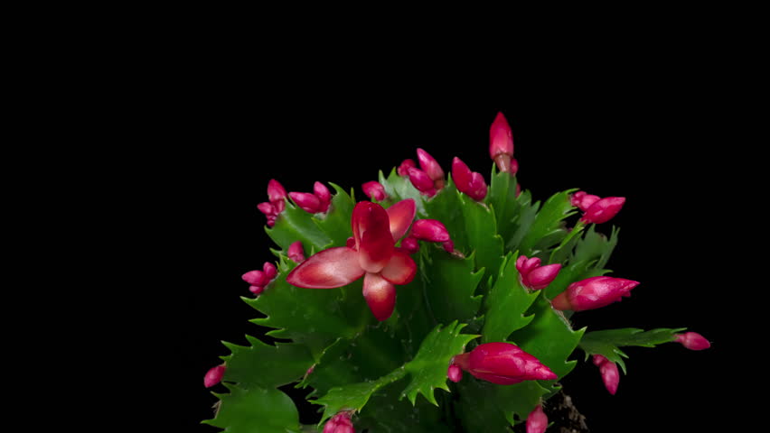 Macro time lapse blooming Schlumberger flower (Christmas cactus or Thanksgiving cactus), isolated on pure black background