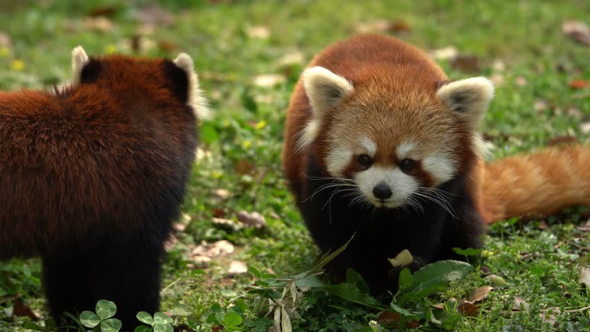 Two Red Pandas at a zoo