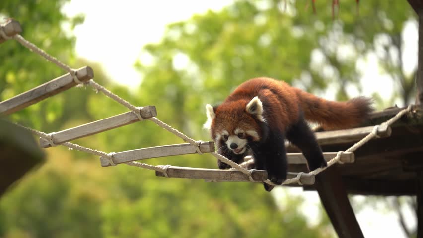 Red Panda Crossing on ladder