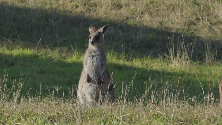 An eastern grey kangaroo joey standing up in a grass field.
