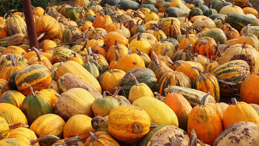 Close-up of a Pile of Pumpkins. Autumn Fall Harvest Background. A Large Pile of Pumpkins. Autumn Harvest on a Farm.