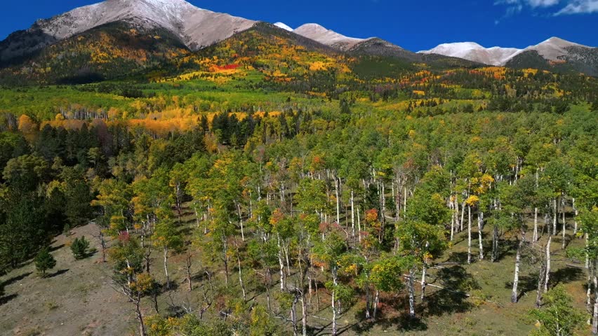 Mt Mount Shavano 14er Tabeguache Peak aerial drone Colorado trail Sawatch Range fall autumn aspen trees San Isabel National Forest snow dusting morning vibrant blue sky camping hike backwards pan up