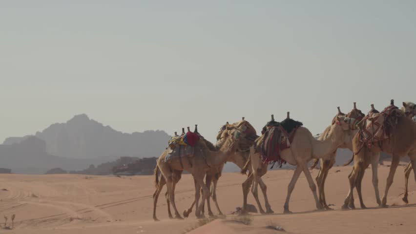 A group of camels walking in the desert of Wadi Rum in Jordan