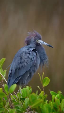 A little blue heron stands perched on a tree branch in its natural habitat. This wildlife video captures the beauty of this bird and its tranquil environment.