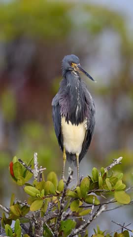 A beautiful tricolored heron perched gracefully on a branch, showcasing its stunning plumage. A perfect capture of nature