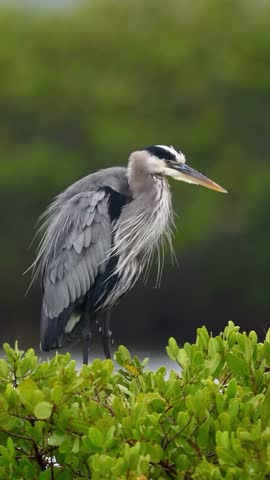 A great blue heron stands gracefully amongst green foliage. This wildlife animal is a beautiful bird. Nature photography at its finest. Watch this serene animal.