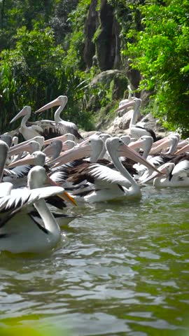 A flock of pelicans swimming, vertical size. HD, 4K