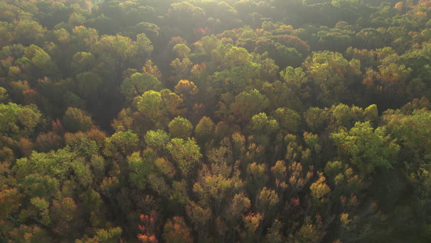 Aerial View Over Colorful Autumn Trees South Carolina, United State Autumn Fall Foliage. Colorful Tree Leaves and Homes in Rays of Morning Sun. Aerial View of Autumn Landscape Beautiful Autumn Forest.