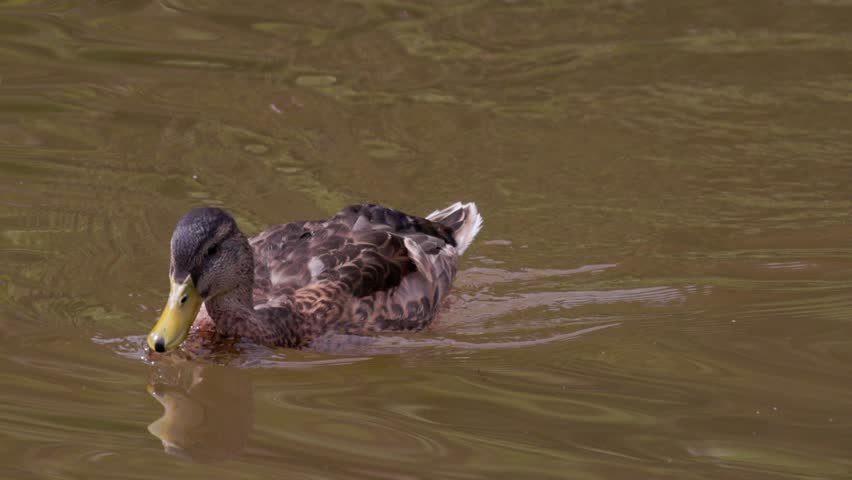 A portrait of a mallard duck