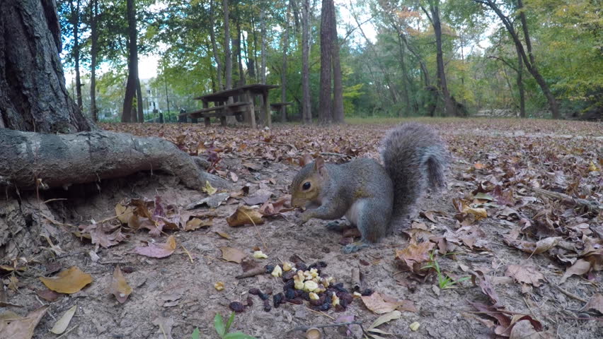 Squirrel Eating Nut Sitting on Ground Near Tree Trunk in Forest. Cute Squirrel Looking for Food in Woodland. Grey Squirrel (Sciurus carolinensis) Forages in Autumn Park South Carolina, United State.