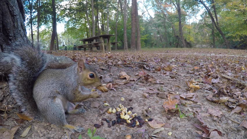 Squirrel Eating Nut Sitting on Ground Near Tree Trunk in Forest. Cute Squirrel Looking for Food in Woodland. Grey Squirrel (Sciurus carolinensis) Forages in Autumn Park South Carolina, United State.