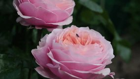 Close-up view of blooming pink roses reveals intricate petal layers and soft hues, highlighting the natural beauty and tranquility of a flourishing garden environment - Powered by Shutterstock - Get 15% off with code: PIKWIZARD15