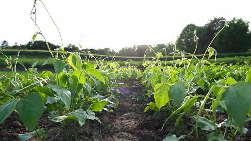 Green bean plants flourish in a sunlit field, their leaves glistening as they sway in the breeze, illustrating the dynamic growth and vitality of nature's agricultural landscape
