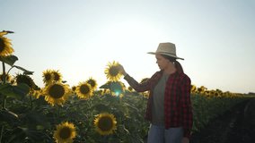 Farmer sunflower field at sunrise. Agriculture worker hat observes sunlit sunflowers. Bright sun shines over sunflower field. farming and agriculture. Rural farmer enjoying sunflower field under sun. - Powered by Shutterstock - Get 15% off with code: PIKWIZARD15