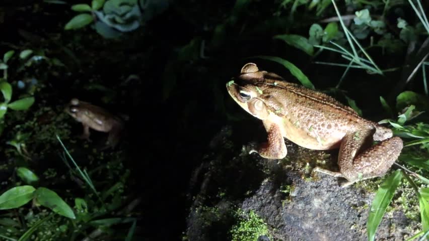 
Two cururu toads croaking at the edge of a pond