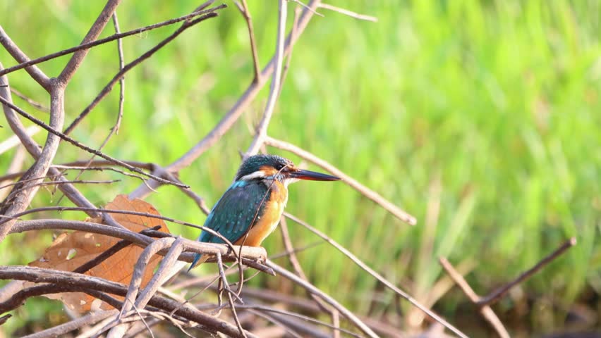 Vibrant common kingfisher perching on riverside branch in Indian wilderness, scanning water surface for potential prey while occasionally shaking colorful head