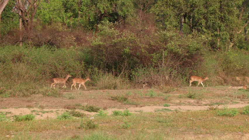 Chital deer, also known as spotted deer or axis deer, cautiously navigate a dry riverbed within a lush Indian forest, showcasing their natural behavior in a serene wilderness setting