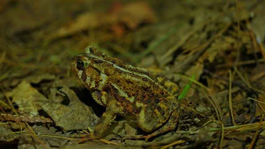 Western toad macro, Anaxyrus boreas, native to western North America. Found at night in Crown Land forest near Bancroft, Ontario, Canada.