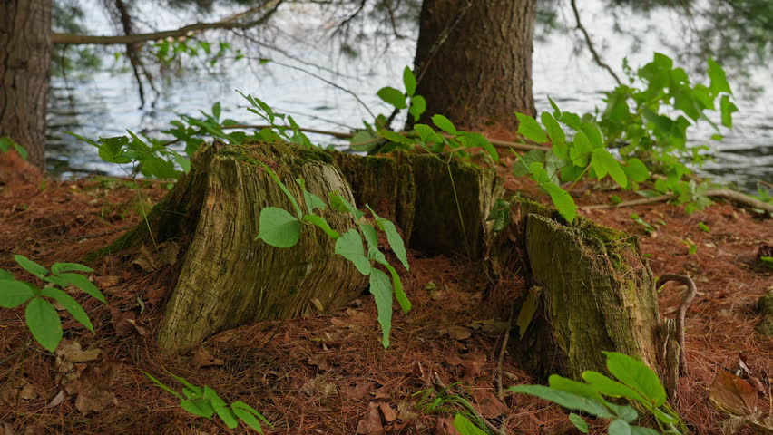 Vibrant forest scene near lake water in Crown Land. Dense canopy, creating fresh peaceful shadow and serene atmosphere at hot summer. True beauty of Crown land wetlands in Northern Ontario, Canada.