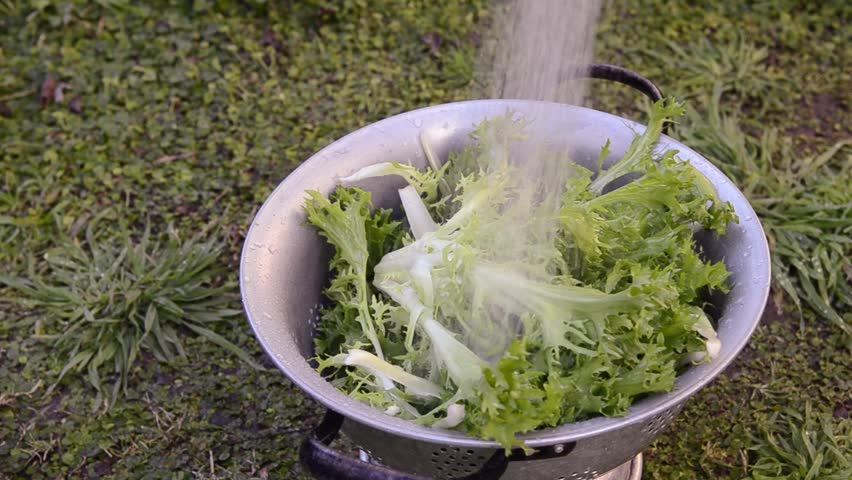 The hands of a woman washing a fresh escarole in an urban kitchen garden.