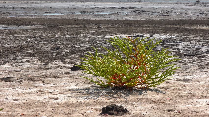 Kuialnyk Estuary, common glasswort Salicornia europaea, succulent plant grows on salty mud on the shore of a reservoir, Odessa region