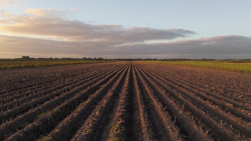 Aerial drone footage of potato field landscape