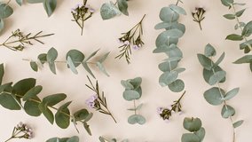 Fresh Eucalyptus plant leaves close up. Beautifully Eucalyptus laid out on a beige background with flowers. Eucalyptus extract, aromatic essential oil. Natural cosmetics for hair and skin care. - Powered by Shutterstock - Get 15% off with code: PIKWIZARD15