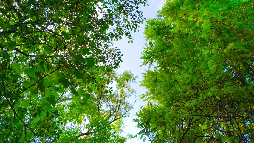Nature landscape woods looking up at trees from above against sky background at an outdoor public park. Bright sunny summer day, vibrant forest, walking path, large trees, nature, peaceful, scenery