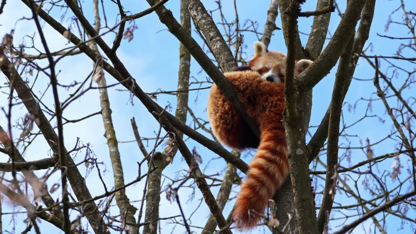 The red panda, Ailurus fulgens, also called the lesser panda and the red cat-bear sitting on a tree.