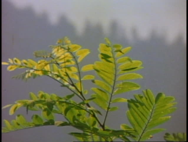 Great Smoky Mountains National Park, misty, green, foggy, smoky, fern, follow focus
