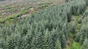 Aerial drone glides over dense Sitka spruce plantation, revealing forest edge and Scottish moorland. - Powered by Shutterstock - Get 15% off with code: PIKWIZARD15