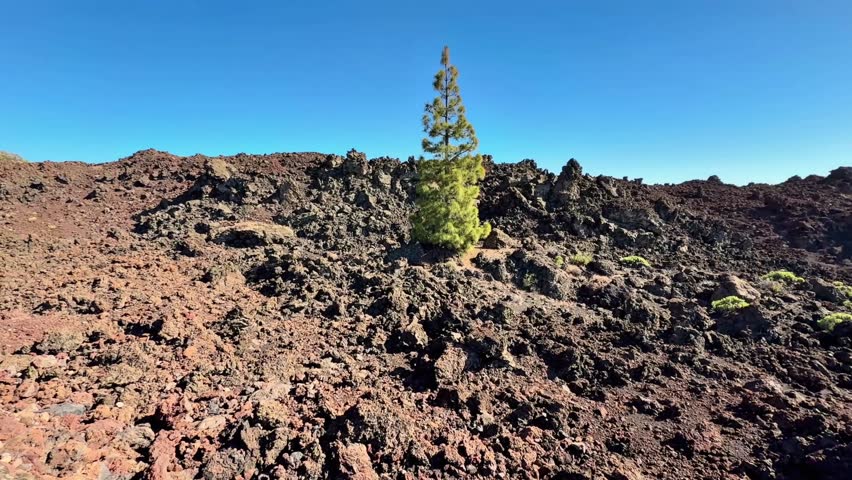 A solitary tree is thriving gracefully in a rugged volcanic terrain under a perfectly clear blue sky above