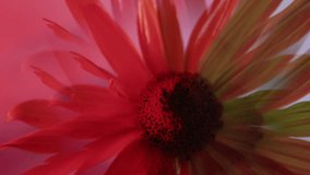 Daisy art. Tropical texture. Defocused pink yellow neon color flower nature lens flare floating on art abstract light floral background. - Powered by Shutterstock - Get 15% off with code: PIKWIZARD15