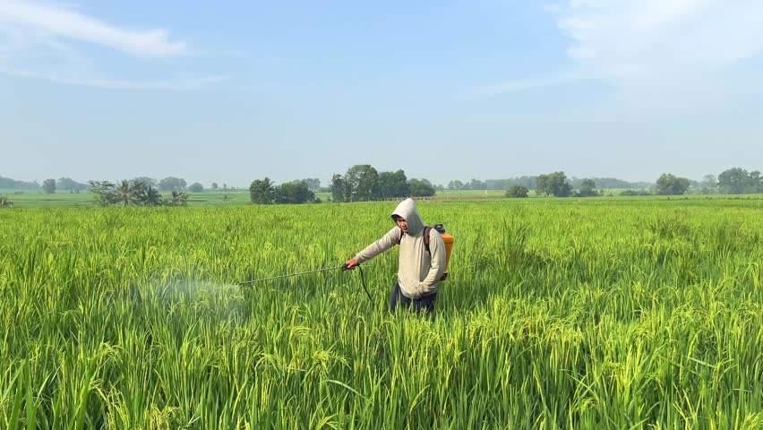 The farmer is spraying pesticides in the rice field.