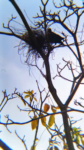A crow standing near its nest in the morning.Corvus footage taken from Kepala Batas, Penang, Malaysia.
