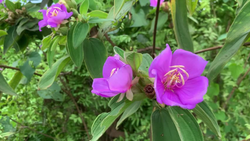 Wild purple flowers in tropical rainforest