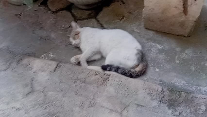 4K Shot video a white cat with a black tail was sleeping soundly and woke up in surprise. Funny cute cats.